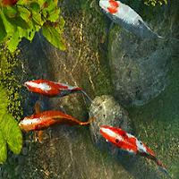 pelicula Koi Fish 3D Screensaver v1.0 Full